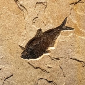 Q180904001mm Diplomystus Knightia Fossil Fish Art Mural 3 Master.jpg